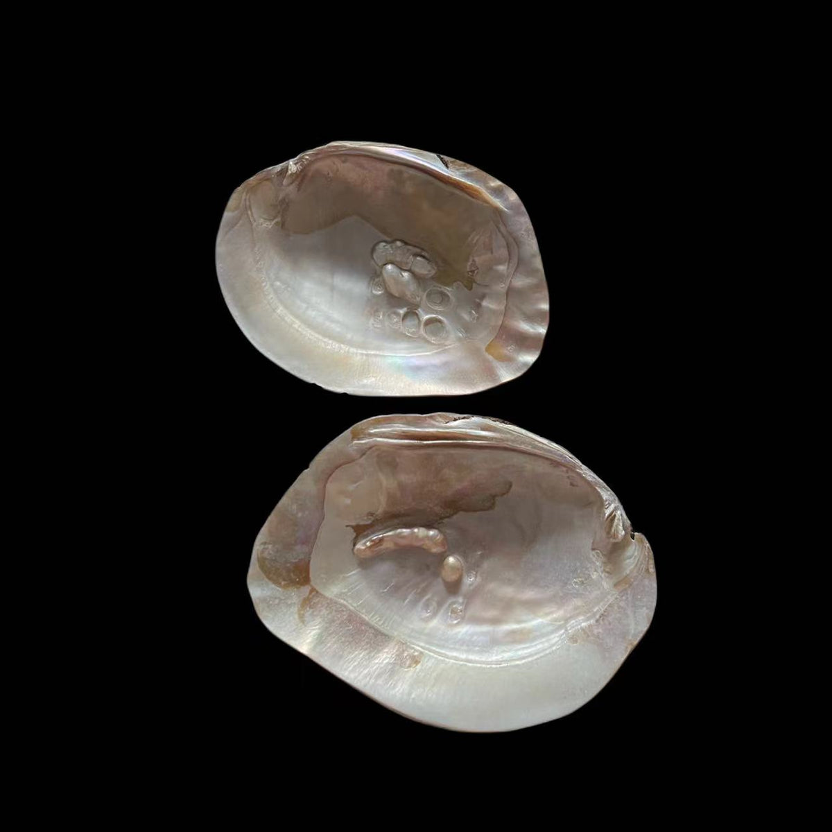 Freshwater Pearl Shell - Mother of Pearl Small - Akuna Pearls